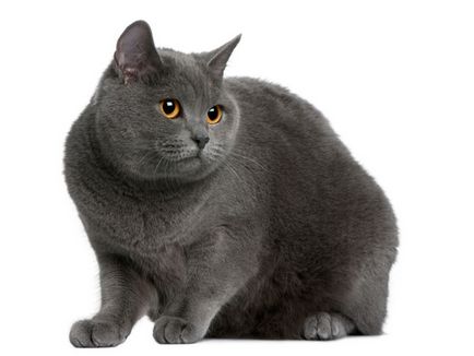 rasa descriere pisica Chartreuse și informații de bază, caracteristici și îngrijire (foto)