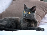 rasa descriere pisica Chartreuse și informații de bază, caracteristici și îngrijire (foto)