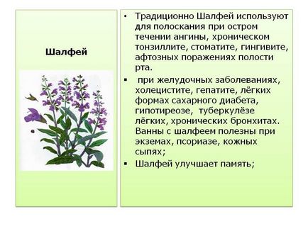 Salvia officinalis pe ceea ce ajută, cum să colecteze și utilizare