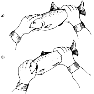 Pescuitul mâini - un ghid de acțiune