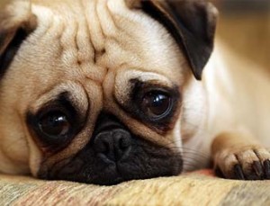 sarcini false la câini Tratamentul de sarcini false, semne, simptome, fals intrafamilial de ce
