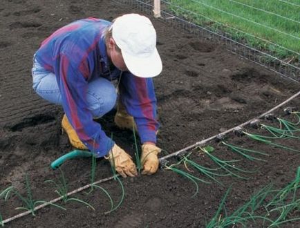 cultivarea karantansky Leek semințelor cu mâinile lor - un ghid detaliat!