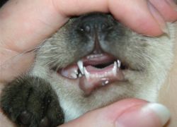 Schimbarea dacă dinții pisici