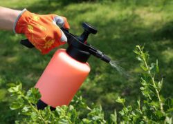 făinării pe agrișe - măsuri de control (la mucegaiul combate prăfos) făinarea pe agrișe - măsuri de control