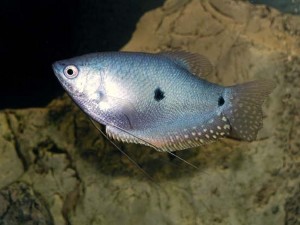 Numele de pește de acvariu specii Catalog foto video, pești de acvariu