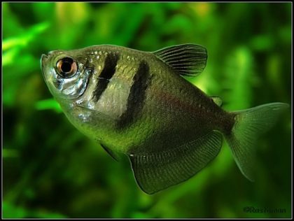 Numele de pește de acvariu specii Catalog foto video, pești de acvariu