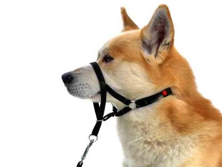 Gulere, căpăstru câine cum să folosească în mod corespunzător germenii vieții
