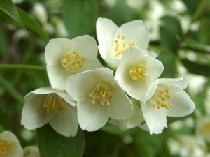 De ce nu flori de grădină iasomie și ce să facă