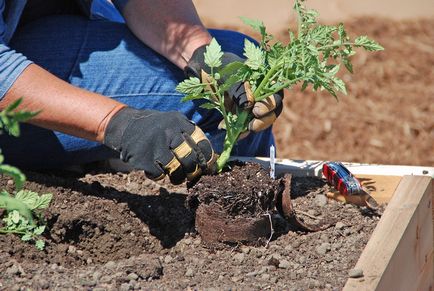 Solul pentru plantare de tomate ca ceea ce teren, solul în aer liber în seră, care este necesară pentru semințele