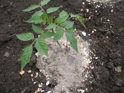 Solul pentru plantare de tomate ca ceea ce teren, solul în aer liber în seră, care este necesară pentru semințele