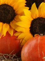 Articole din semințe de floarea-soarelui cu mâinile lor
