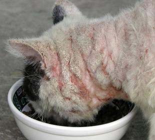 acarienilor subcutanată la pisici cauze si simptome, tratament si prevenire - murkote despre pisici și pisici