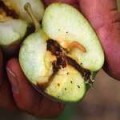 Irigarea de pomi fructiferi 9 sfaturi de top (fructe) Irigarea de pomi fructiferi 9 sfaturi de top