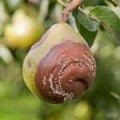 Irigarea de pomi fructiferi 9 sfaturi de top (fructe) Irigarea de pomi fructiferi 9 sfaturi de top