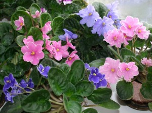 Beneficii de plante - de ce avem nevoie de casa de flori, toate culorile (plantele de casa) Beneficii de plante - de ce avem nevoie de casa de flori, toate culorile