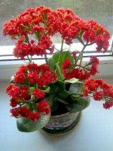 Beneficii de plante - de ce avem nevoie de casa de flori, toate culorile (Kalanchoe) Beneficii de plante - de ce avem nevoie de casa de flori, toate culorile