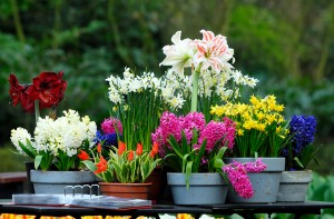 Beneficii de plante - de ce avem nevoie de casa de flori, toate culorile (utilizarea plantelor) Beneficii de plante - de ce avem nevoie de casa de flori, toate culorile