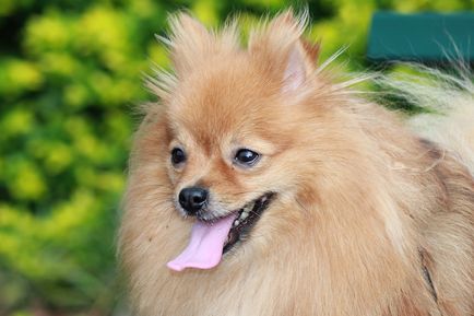fotografii Pomeranian, câini rasa descriere, natura și preț
