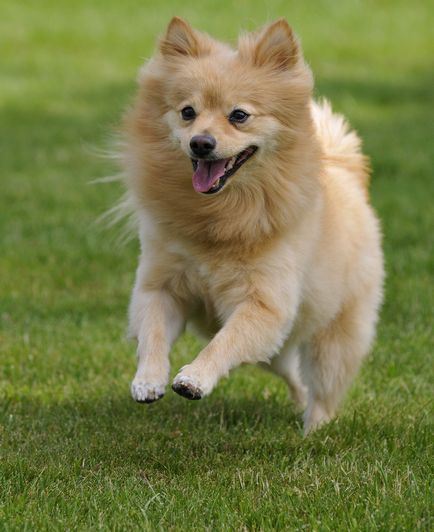 fotografii Pomeranian, câini rasa descriere, natura și preț