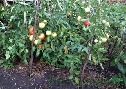 cultivarea de tomate și de întreținere în câmp deschis