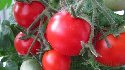 cultivarea de tomate și de întreținere în câmp deschis