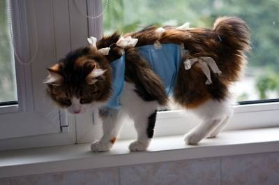 Patura pisică instrucțiuni detaliate despre cum să coase și rochie