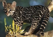 Rasa pisici safari - totul despre pisici și pisici cu dragoste