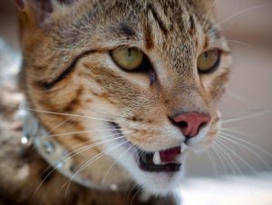 Rasa cea mai mare pisicile domestice aspect, caracter, îngrijire