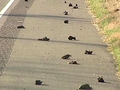 In jurul lumii, murind în mod misterios păsări și pești (ucis) In jurul lumii, în mod misterios moarte păsări și pești