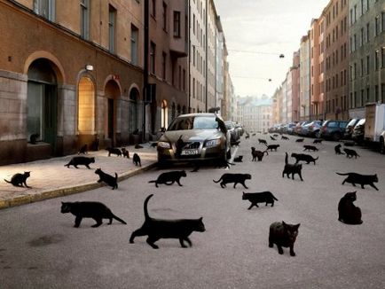 Credinte si superstitii asociate cu pisici