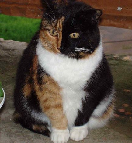 Semne despre pisica stambă, de ce este considerat mascota casei (trei culori) Semne despre pisica stambă, de ce este considerat un talisman în casă