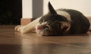 pastile comune pentru pisici pentru viermi și recomandări pentru aplicarea lor