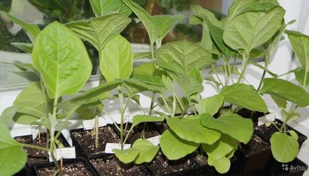 răsaduri de vinete la cultivarea acasă, fertilizarea și îngrijire (răsaduri de vinete la domiciliu) răsaduri de vinete la cultivarea acasă, fertilizarea și îngrijirea