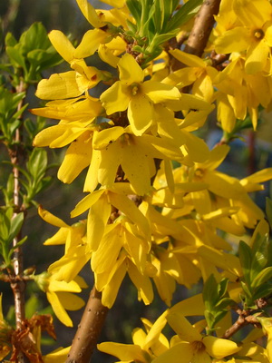Forsythia Plant imagine de flori și descrierea, butași propagarea și cultivarea Forsythia în grădină