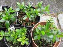 azalee de reproducere cum se propaga azalee utile houseplants