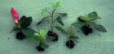 azalee de reproducere cum se propaga azalee utile houseplants