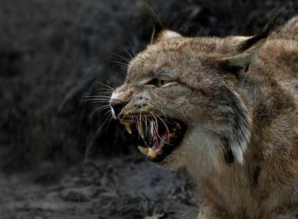 Lynx Descriere caracteristica