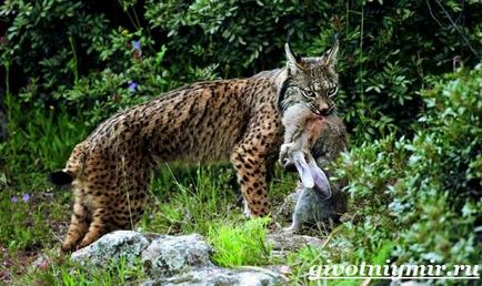 lynx animale