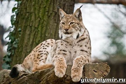 lynx animale