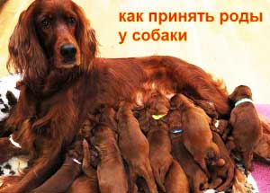 Nașterile în semne de câine, conotațiile, începutul cum să ia naștere la rasele mici și mari câine