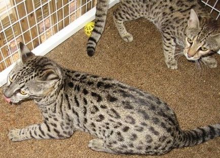 Safari - o rasa hibrid de pisică (foto)