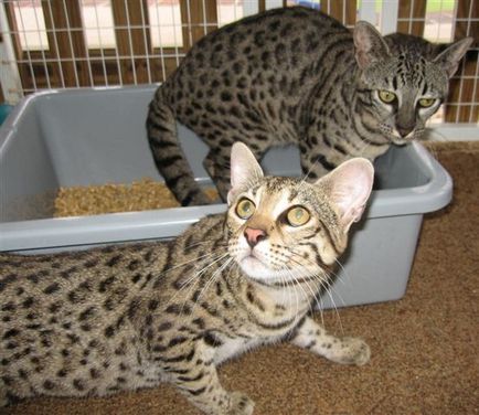 Safari - o rasa hibrid de pisică (foto)