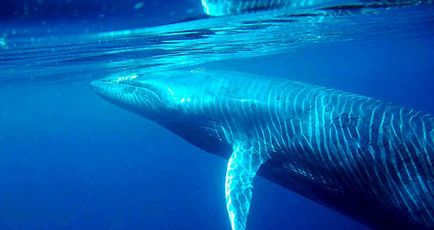 Cele mai mari balene din lume