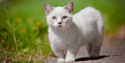 Cea mai mica pisica rase de 17 specii, cu fotografii și nume