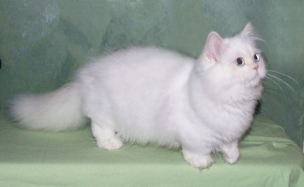 Cea mai mica pisica rase de 17 specii, cu fotografii și nume