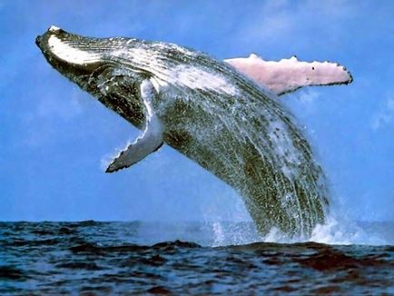 Cea mai mare descriere balene și fotografii