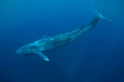 Cea mai mare descriere balene și fotografii