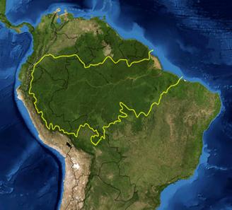 Selva exotic lume de Amazon, Pronto hasta