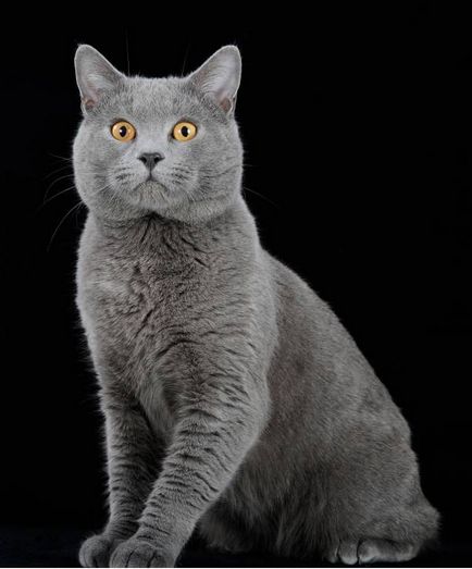 Istoria Chartreux, aspectul, caracterul și de îngrijire (caracter) Istoria Chartreux, aspectul, caracterul și îngrijirea