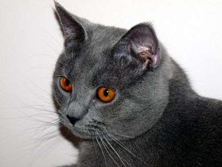 Istoria Chartreux, aspectul, caracterul și de îngrijire (caracter) Istoria Chartreux, aspectul, caracterul și îngrijirea